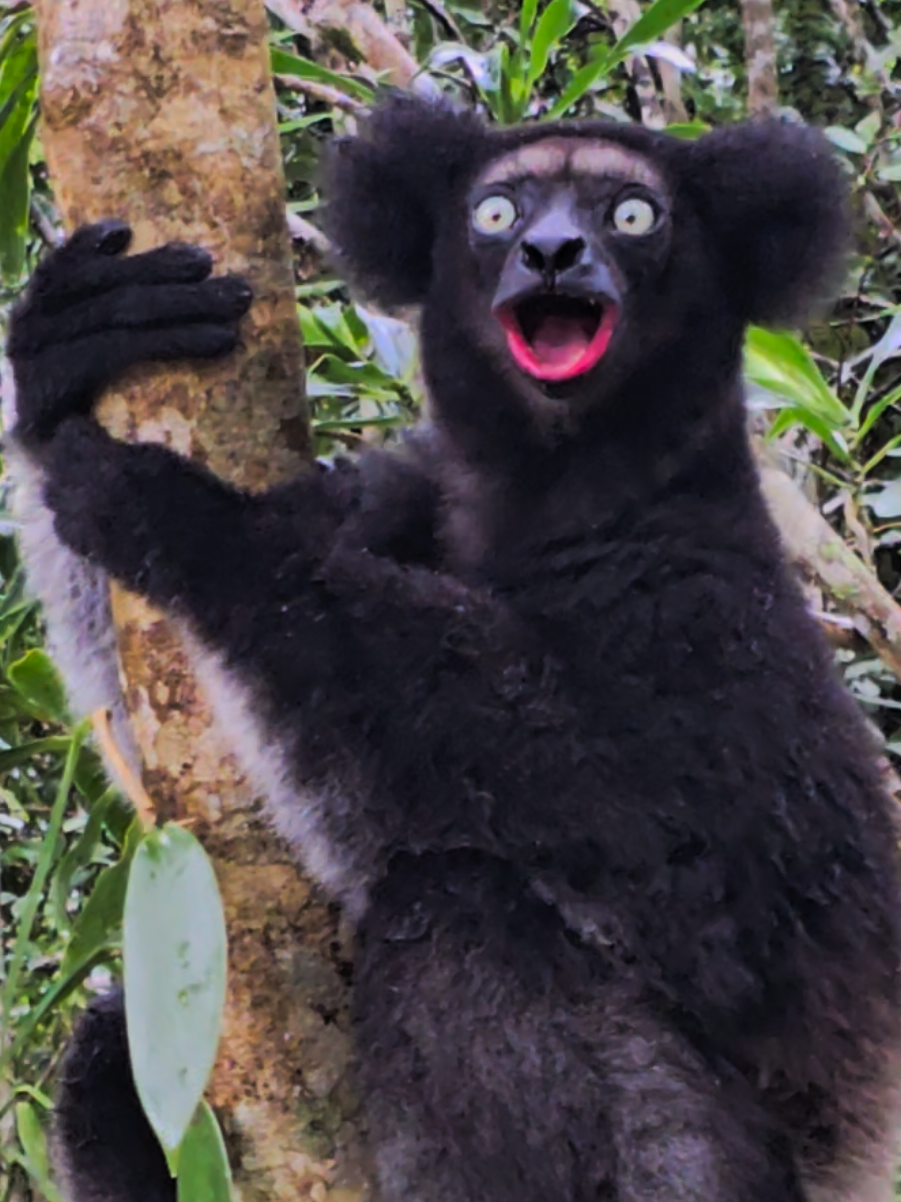 🔊👀 Have you ever seen or heard an Indri?  The Indri is Madagascar's largest living lemur. 🇲🇬 These unique primates also go by the name of babakoto, weigh up to 9.5kg and are incredibly vocal. 🗣 An Indri couple stays together until death and they live in small family groups. 👨‍👩‍👧‍👦 🔎🤷🏻‍♀️ Scientists still don't know the exact meaning of this call but theories include communication between groups, setting of territory and boundaries, informing about the reproductive potential of group members or a warning signal. 💬 ****************************************** 📣 Let's spread some awareness about lemurs! The Indri is considered 