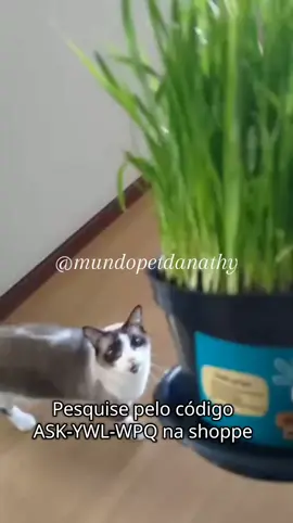 Seu gatinho gosta de comer um matinho? Então ele vai amar essa dica aqui. Kit sementes graminha para ter em casa 😻🏠 #graminhapet #gato #saudavel #naturalpet  Pesquise pelo código ASK-YWL-WPQ na shoppe. 🛍️