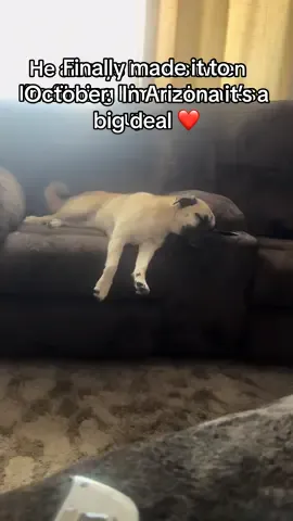 October  is my favorite month. #rescues#loveOctober#septemberisover#lovefall#lovemydogs 