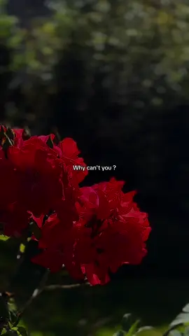 #motivation #motivationalvideo #lifequotes #quoteasthetic #motivationalquotes 