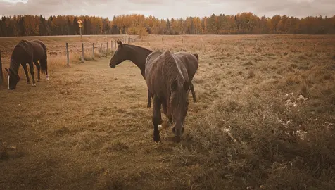 🤣🤣🤣🤣🇨🇦🐴