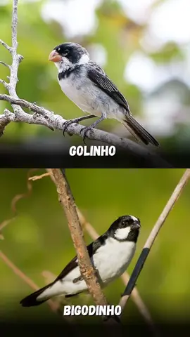Golinha vs Bigodinho! - #fyp #viral #natureza #passaros #seguidores 
