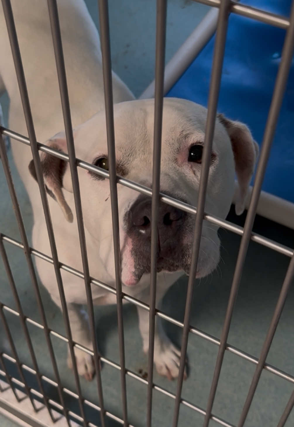 Her family couldn’t keep her 😔❤️‍🩹 so now she lives here. Can we please get her home? Meet Daisy! 🥺❤️‍🩹 Daisy was found wandering the streets of Los Angeles. She was found by an amazing family who brought her home and gave her a great life - but when their landlord said she had to go, Daisy ended up at a high k*ll shelter. It’s absolutely devastating for dogs like her. She needs a miracle 😔❤️‍🩹 Daisy has been around children & small dogs. She did great with both. Please remember: not every person who finds a dog is able to keep them forever. I am very thankful the family cared enough to take her in, and they’re still completely on standby to help. We can do this - let’s get Daisy home!!!! 🥺🤍 DAISY WILDFLOWER A5729130 2 years old  Female  56 pounds  Ready to go home  📍Baldwin Park Animal Shelter  4275 North Elton Street Baldwin Park, CA 91706 baldwinpark@animalcare.lacounty.gov 📞 562-940-6898 📞 626-962-3577 https://animalcare.lacounty.gov #fyp #foryou #dog #dogs #dogsoftiktok 