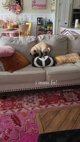 pug life. Luna will make her bed like this every single time and it cracks me up