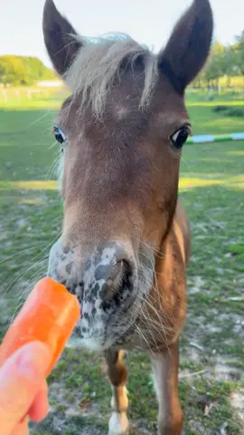 ASMR carotte 🥕😅 #asmr #pouliche #poney #carotte 