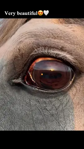 #خيل_وخياله🐎 #flypシ #cheval #pov #type #like #الله_اكبر 