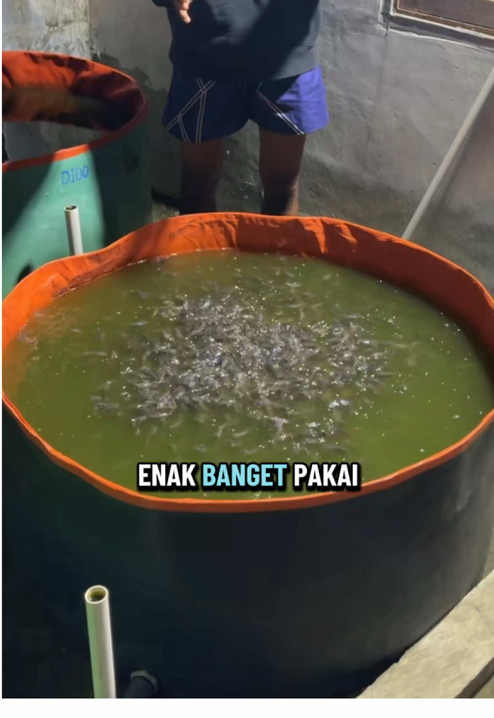 Budidaya ikan skala rumahan #kolamterpal 