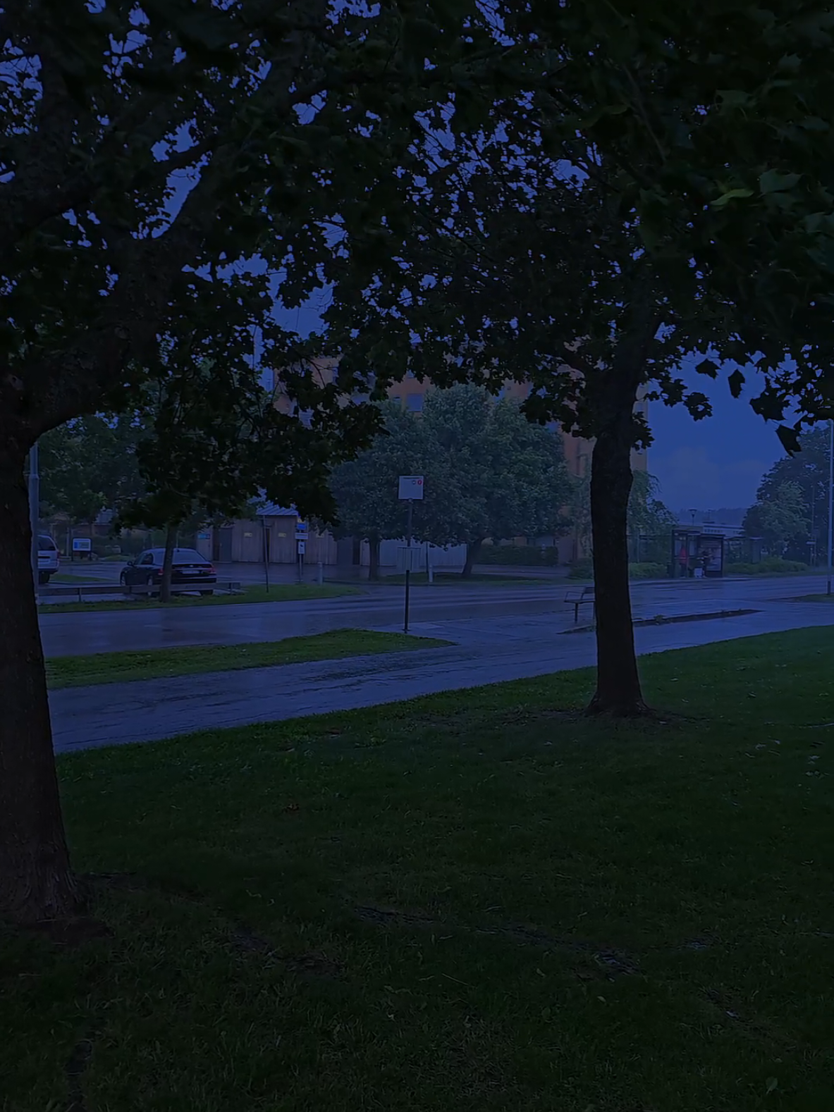 evening rain #weather #nature #rain 