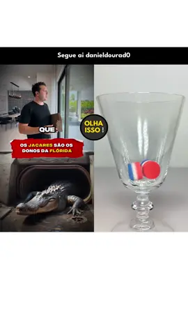 🎥 Jacarés são o terror da Flórida!!! de @danieldourad0!