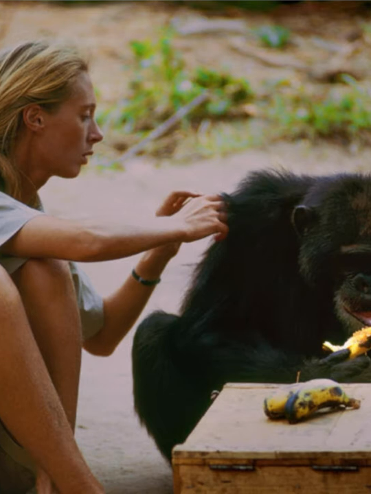 The great Jane Goodall has died at 91.  RIP.  Hear her on Purpose and Spirituality. #JaneGoodall #Primates #Rwanda #witnify #Leakey