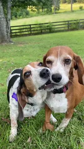Foster Beagles Dorothy and Blanche playing tug with a sweetgum ball. 😂 After 4 months in foster care these girls are finally done with heartworm treatment and are ready for homes of their own!  Adoption bio links are in the comments. And foster pup Maya will be adoptable soon too! #fosterdogsoftiktok #fosteringsaveslives #beaglesoftiktok #rescuedogsrock #pawsnela