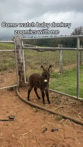 Baby donkey zoomies are the best #babydonkey #donkeysoftiktok #minidonkey #babydonkeys 