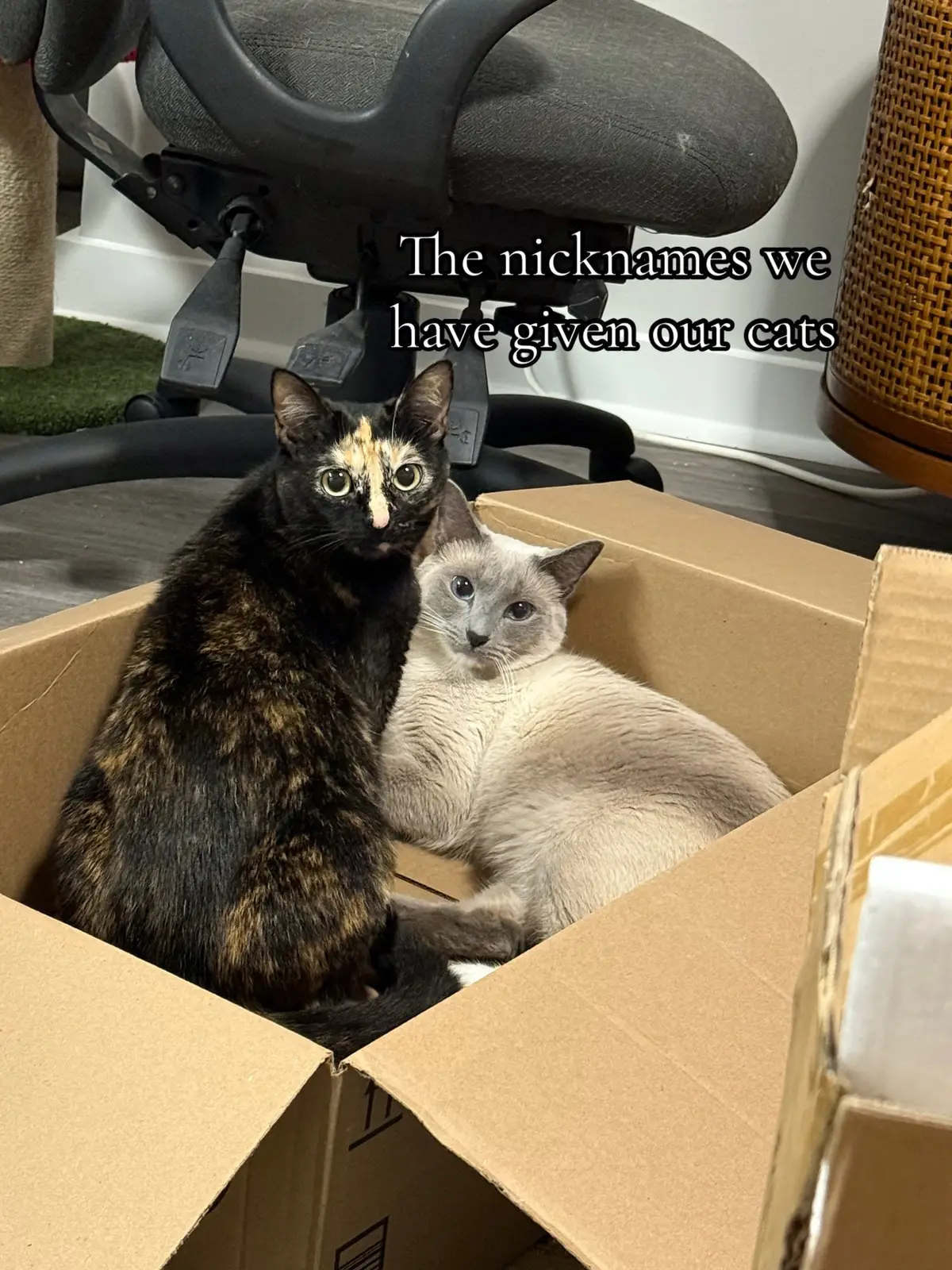 We love them very much #cats #cat #catsoftiktok #petnames #trending 