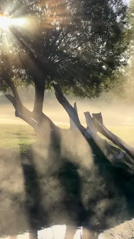 Nature #nature #naturevideos #naturetiktok #naturelovers #sunrise 