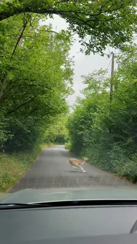 #nature #🦌 #fyp #viral #trending