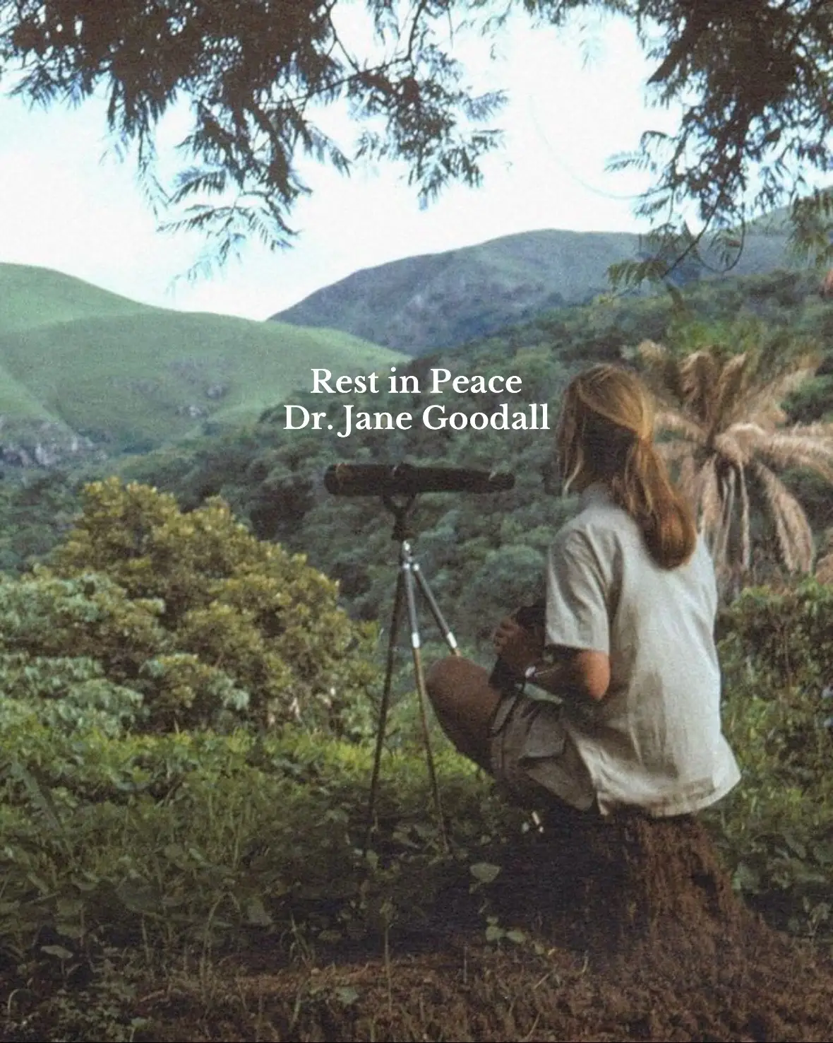 An immeasurable loss. She gave a voice to nature and inspired the world to listen. What an honor it was for us to share the earth with her.  Rest in peace, Jane Goodall 🌿