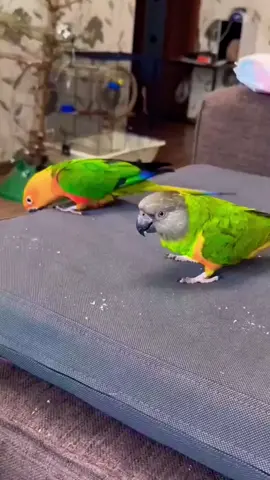 🤣 funny #parrots020 