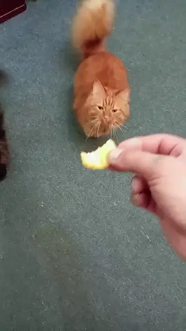 #томас #кот 