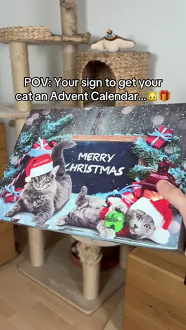 Every cat wants this 😻 #cats #catparents #catlover #christmas #fyp 
