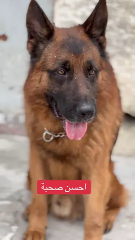 #قسنطينة #بسام_الغول #bergerallemand #tiktok 