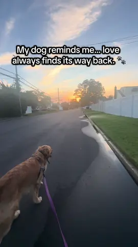 Back to being friends. Always. 💛 Drop a 🐕 if you feel this. #BackToBeingFriends #DogMoments #ForeverFriends #GoldenHour #DogLife