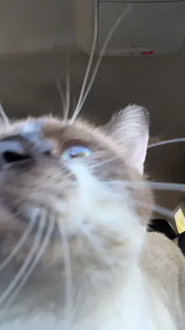 My favorite farm dog #Cats #cat 