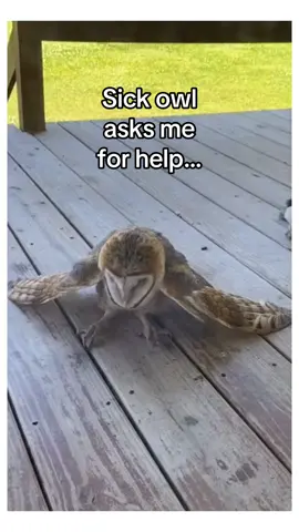 She knew I’d help #wholesome #animals 