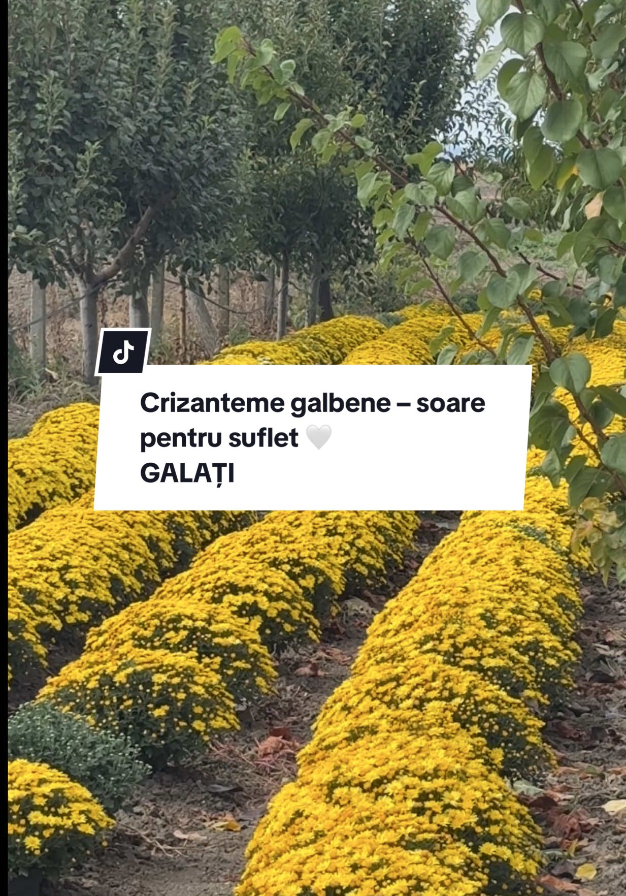 Crizanteme galbene la ghiveci, bogat înflorite și rezistente 🌼💛. Se mențin frumoase mult timp fără prea multă grijă – perfecte pentru curte, balcon sau cadou. 📍 Disponibile în Galați | Stoc limita #Galati  0751542181 