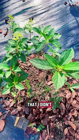 I planted these four limelight hydrangeas in the past month because it’s easier to plant in the fall. They will be watered in while the ground is still warm and then in the spring, they should just start growing and blooming. I live in zone 6B I bought all four of these from Amazon. They are all Proven Winners brand. these are full sized bushes, not to be confused with the smaller Limelight Prime bushes. I am growing a hedge of four of these. ##TikTokLearningCampaign##gardening##plants##garden##flowers
