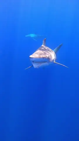 Roxy girl & my mermaid @Ocean Ramsey Sharks sharing the ocean together @GoPro #oneoceandiving #savethesharks #sharkconservation // Disclaimer: we are professional shark divers. We do not recommend swimming with sharks without a trained safety diver. #avi
