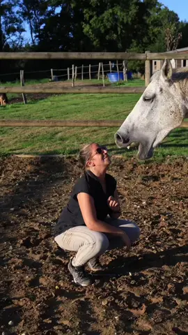 Paloma attend un bébé de mon étalon Beau Geste 🤩 #horse #mom #jument #liberty #equestrian crédit vidéo : @Globe Nomade 🙏🌟