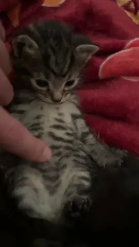 pibble #kittensoftiktok #fyp #pibble 