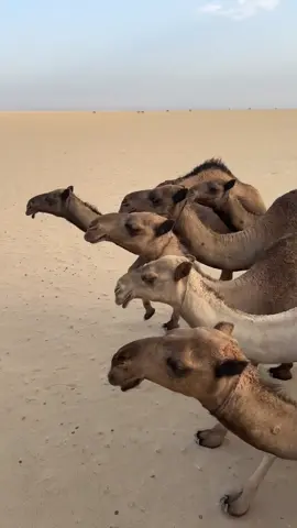 صــحاك الذود؟ #viral #explore #4you 