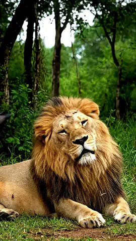 This the real video🥵   #animalsoftiktok  #ai  #wildlife  #petlife  #Nature         