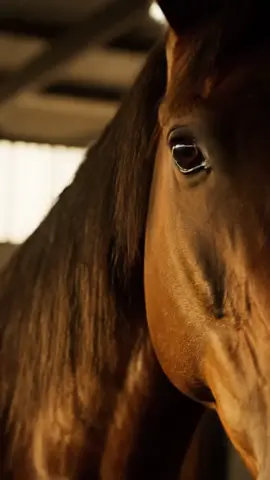 #horsepower #horselover #horse #horseriding 