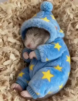 Cutest 🥰😍 Hamster 🐹🐹 on the web 😊