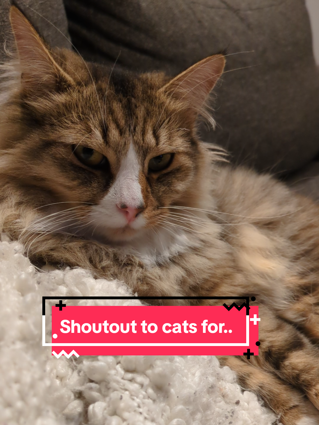 Shoutout to cats for.. #funnycat #kittensoftiktok #cattok #catlife #catsoftiktok 