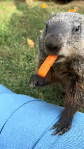 #fypシ゚viral #groundhog #PetsOfTikTok #wildlife #GroundhogTok 
