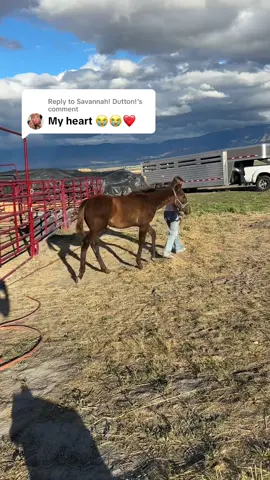 Replying to @Savannah! Dutton! A little update on the orphaned foal 🥹😭 Visa has come such a long ways! #allinequine 