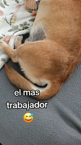 el chatoo #chaparrito #salchihuahua #paratiiiiiii 