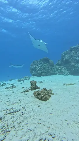 Maupiti ♥️🏝️ #maupiti #raie #raiemanta #frenchpolynesia #dive  