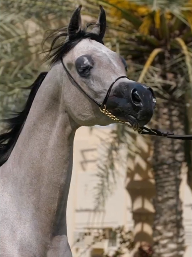 #horse #arbianhorse 