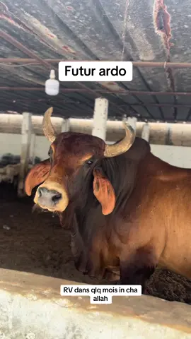 Rendez-vous dans quelques mois  nguén faté ardo  In cha allah