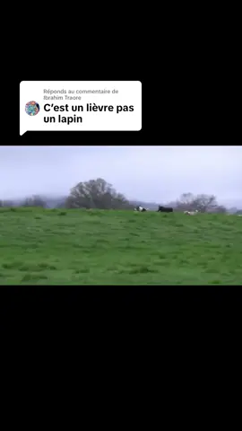 Réponse à @Ibrahim Traore #qui et plus vite #🐇vidhia_r🐇 