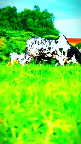 afyaal mad jinow #koonfurgalbeed #videoviral #foryoupage and white sweatpants 