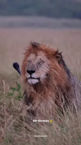 Missing both of u 💔💔 Cr yusufkenya.wild  #justiceforlorkulup #justiceforolobor #justiceforoloisiadu #justicefororpadan #justiceforbrbs 