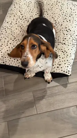 She loves secrets #funnymoments #bassethoundsoftiktok #fyp #dogs #dogsoftiktok 