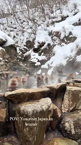 Snow Monkey Park Japan 🇯🇵 #snowmonkey #japan #japantravel #foryou #fy 