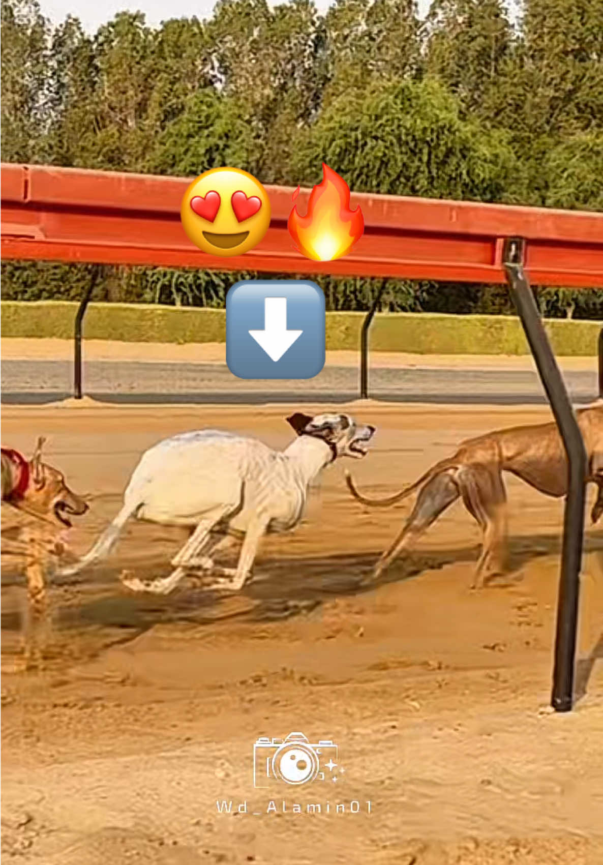 ماشاء الله ❤️#saluki #الشعب_الصيني_ماله_حل😂😂 #السودان #pakistan  #dubai 