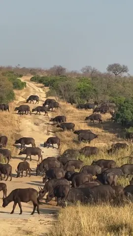 Just listen to the powerful bellowing of this mega baffalo herd as they stroll leisurely across the road, truly nature's symphony at play #baffaloherd #wildlifesymphony #wildlife #animals #foryoupage 